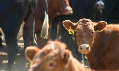 Restrictions imposed after case of mad cow disease detected on farm