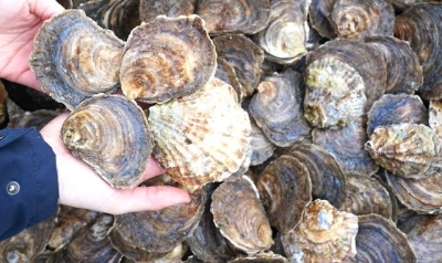 Shellfish industry on a &#039;knife edge&#039; as sewage dumped in designated waters for 192,000 hours last year