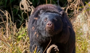 Bear alert in Japan after man found dead and police officers mauled