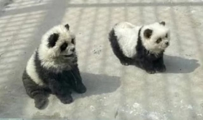 Chinese zoo under fire after dyeing dogs black and white for &#039;panda&#039; exhibit