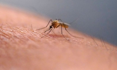 Over half of world&#039;s population could be at risk of mosquito-borne diseases, experts warn