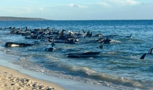 Dozens of whales die after 160 stranded in Western Australia 