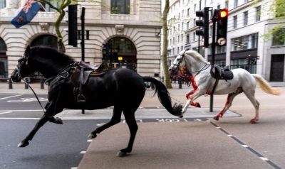 Military horses that bolted through London being &#039;closely observed&#039; after surgery - with others set to return to duty
