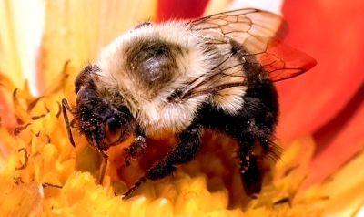Bumblebee species can survive a week underwater, scientists discover