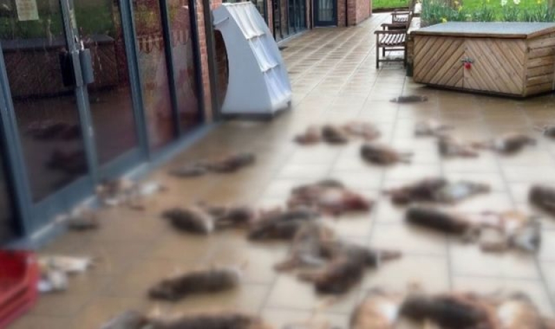 Second man questioned after 50 dead animals dumped outside shop in Hampshire