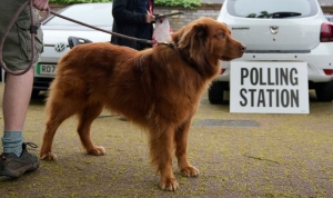 Dogs at polling stations: A round-up of democracy-loving pups on local election day