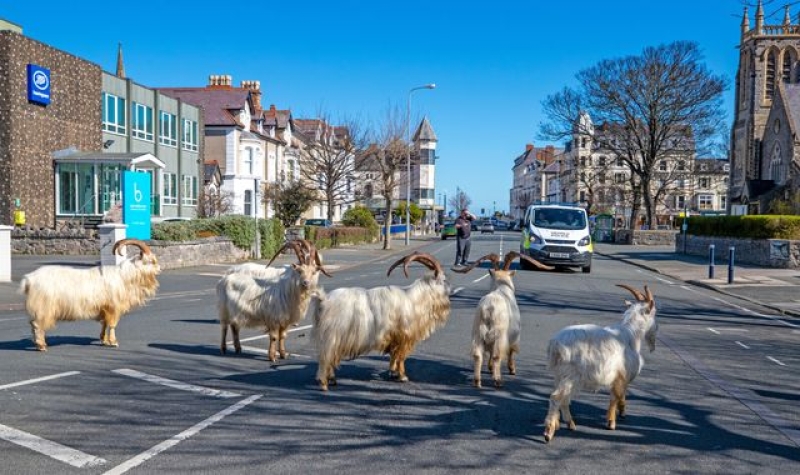 Llandudno: Goats from famous herd which roamed town during lockdown are killed in crash