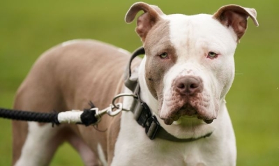 Campaigners against government&#039;s XL bully dogs ban given green light to bring High Court challenge